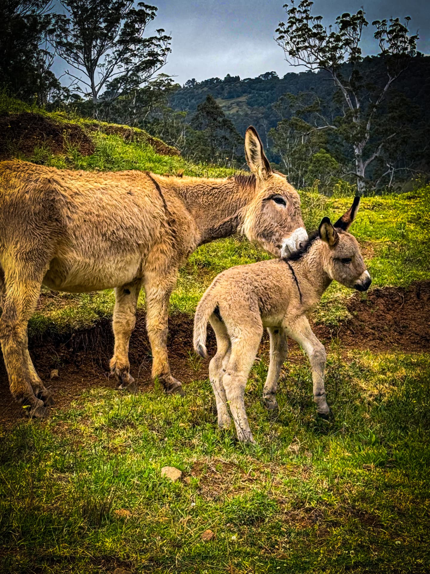 A mother donkey nuzzling her foal on the hillside