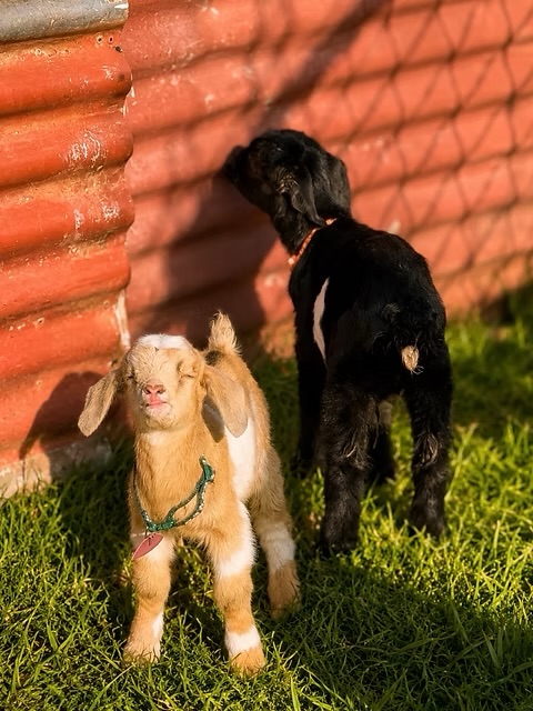 Two baby goats by the red shed in the sunshine